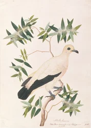 Pied Imperial Pigeon, from Drawings of Birds from Malacca, c.1805-18